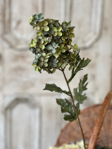 Coventry Hydrangea | 30" | Lagoon