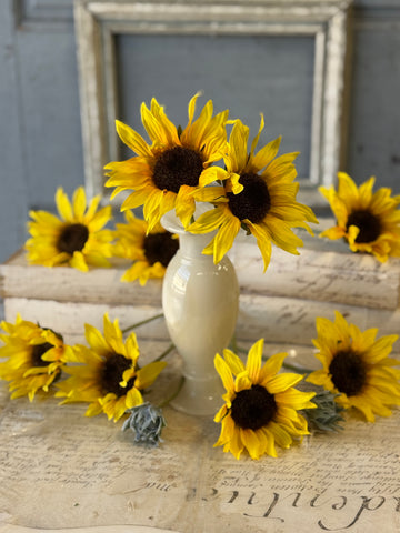 Suncup Blooms Bundle (11 Stems) | 9" | NOT CURRENTLY IN STOCK - Returning Spring 2027!