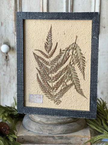Framed Herbarium | 19.5" | No. 1