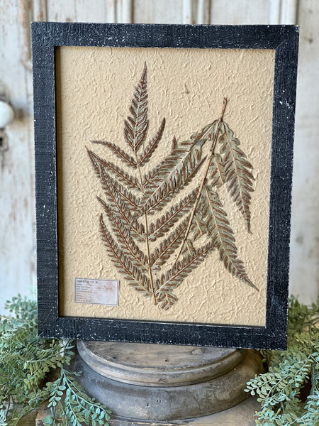 Framed Herbarium | 19.5" | No. 1