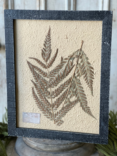 Framed Herbarium | 19.5" | No. 1