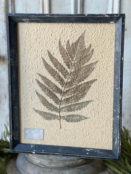 Framed Herbarium | 19.5" | No. 2