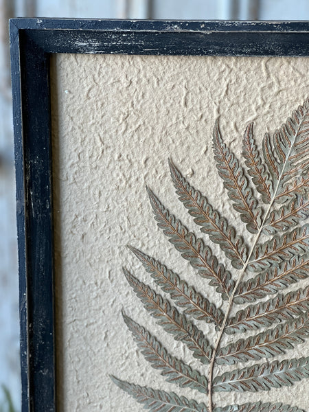 Framed Herbarium | 19.5" | No. 2