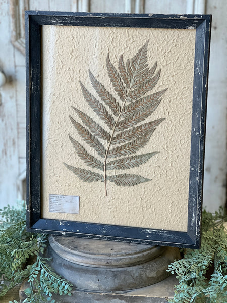 Framed Herbarium | 19.5" | No. 2