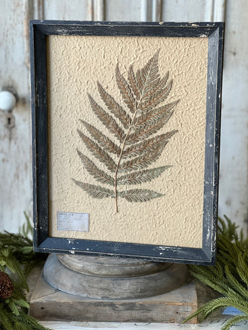 Framed Herbarium | 19.5" | No. 2