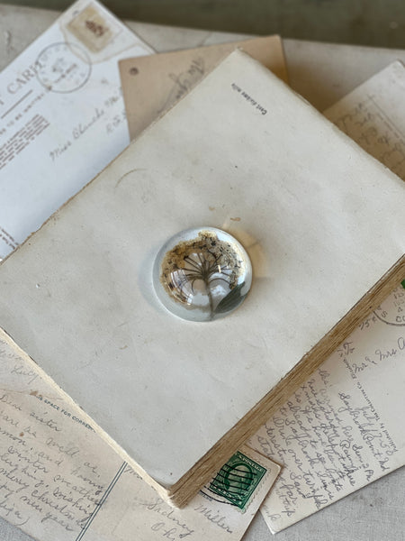 Natural Wonders | No. 4 | NOT CURRENTLY IN STOCK-New For Spring 2026!