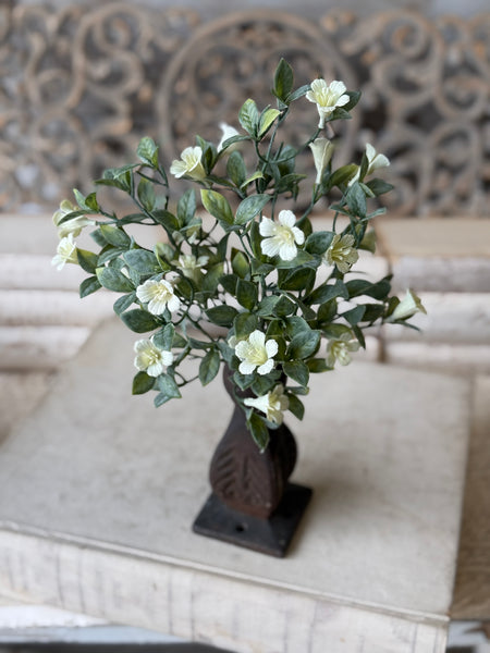 Dream Caller Bush | 13" | NOT CURRENTLY IN STOCK-New For Spring 2027!