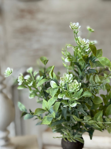 Admiration Blooms Bush | 14" | NOT CURRENTLY IN STOCK-New For Spring 2027!