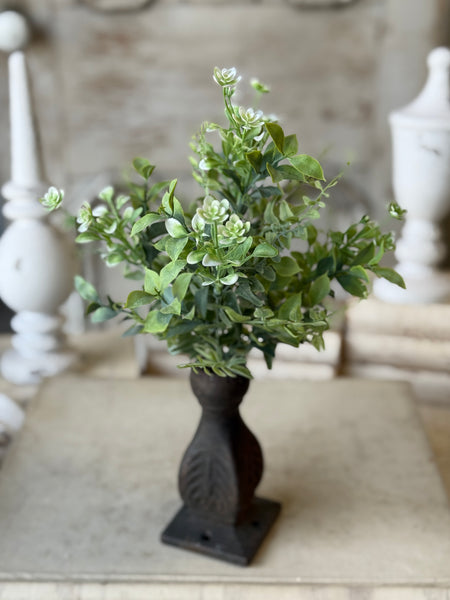 Admiration Blooms Bush | 14" | NOT CURRENTLY IN STOCK-New For Spring 2027!