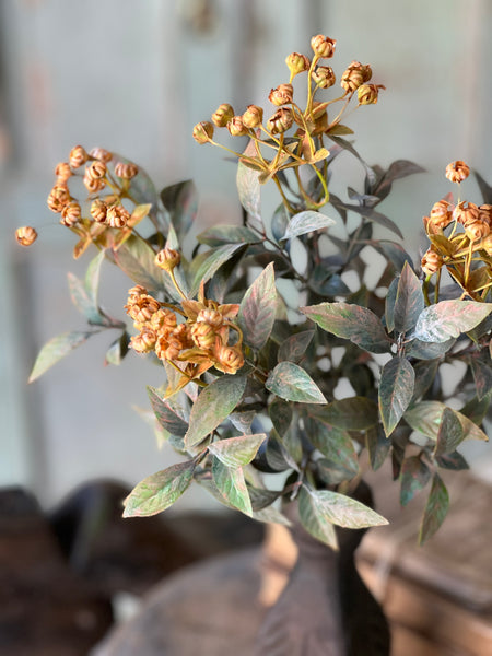 Trifle Blooms Bush | 14"