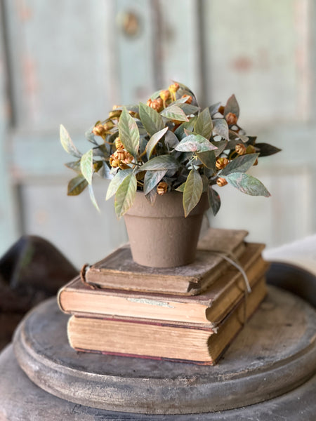 Trifle Blooms Pot | 6"