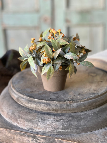 Trifle Blooms Pot | 6"