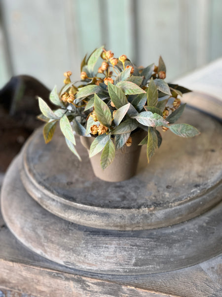 Trifle Blooms Pot | 6"