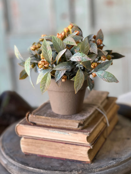 Trifle Blooms Pot | 6"