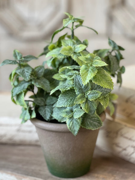 Hickman Pot | 10" | Mint