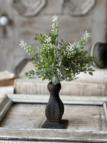 Cloister Berry Bush | 14" | NOT CURRENTLY IN STOCK-New For Spring 2026!