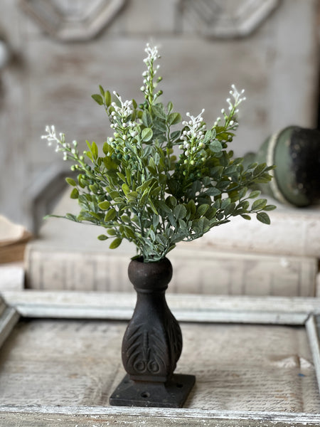 Cloister Berry Bush | 14" | NOT CURRENTLY IN STOCK-New For Spring 2026!