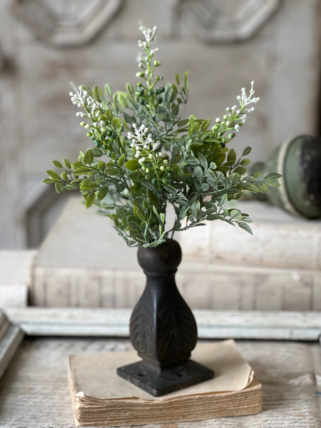 Cloister Berry Bush | 14" | NOT CURRENTLY IN STOCK-New For Spring 2026!