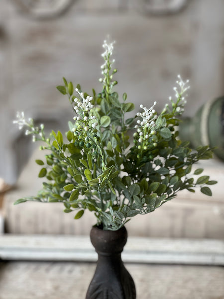 Cloister Berry Bush | 14" | NOT CURRENTLY IN STOCK-New For Spring 2026!