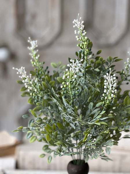 Cloister Berry Bush | 17" | NOT CURRENTLY IN STOCK-New For Spring 2026!