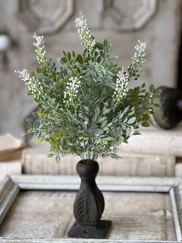 Cloister Berry Bush | 17" | NOT CURRENTLY IN STOCK-New For Spring 2026!