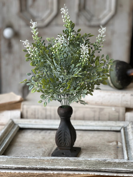 Cloister Berry Bush | 17" | NOT CURRENTLY IN STOCK-New For Spring 2026!