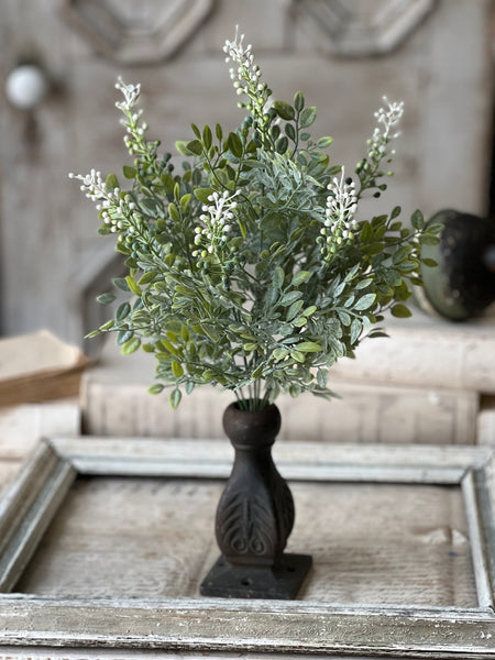 Cloister Berry Bush | 17" | NOT CURRENTLY IN STOCK-New For Spring 2026!