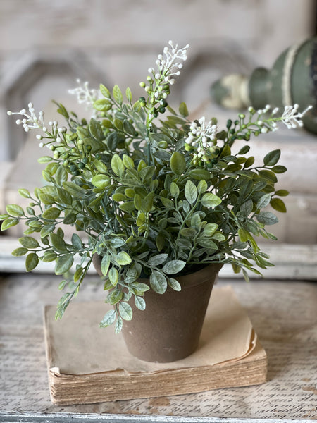 Cloister Berry Pot | 12" | NOT CURRENTLY IN STOCK-New For Spring 2026!