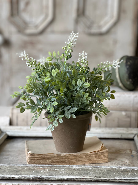 Cloister Berry Pot | 12" | NOT CURRENTLY IN STOCK-New For Spring 2026!