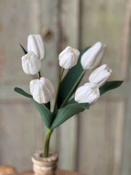 Triumph Tulip Bundle | 14.5" | White | NOT CURRENTLY IN STOCK - Spring 2026