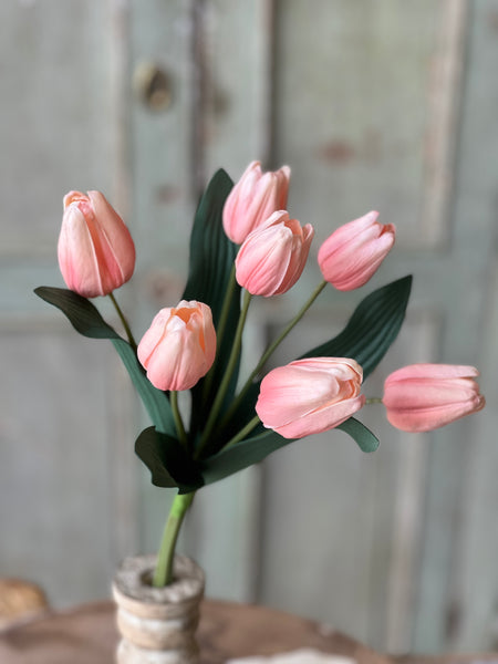 Triumph Tulip Bundle | 14.5" | Sorbet | NOT CURRENTLY IN STOCK - Spring 2026