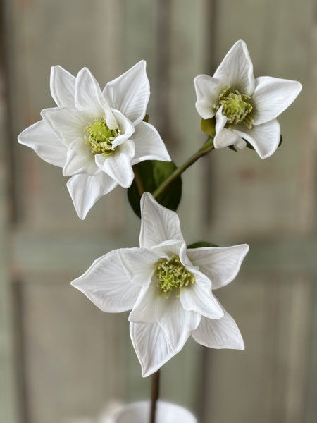 Devotion Magnolia | 26" | White | Limited Stock - Last 72pcs!  (will be discontinued for Spring 2026)