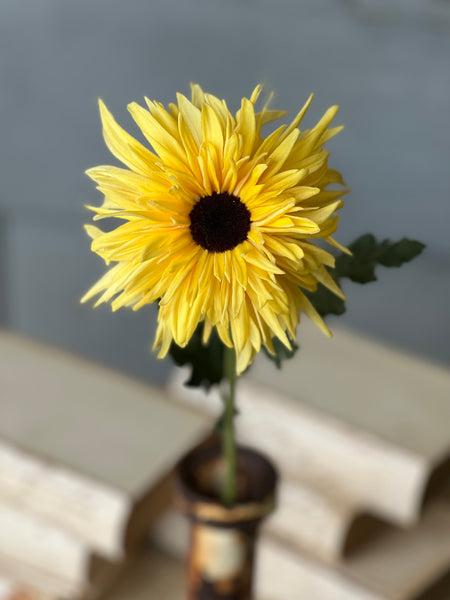 Starshot Daisy | 24" | Yellow