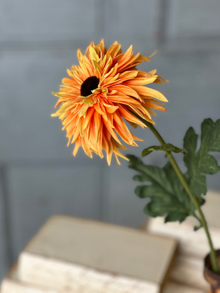 Starshot Daisy | 24" | Orange