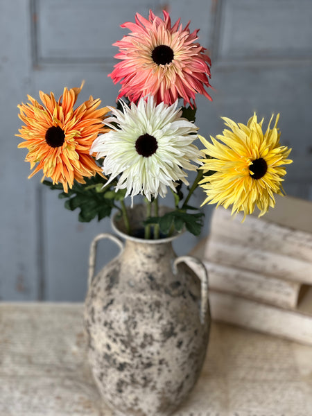 Starshot Daisy | 24" | Calypso | CLEAN UP SPECIAL!  From $4.95 - Last 72pcs!