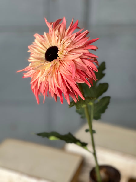 Starshot Daisy | 24" | Calypso | CLEAN UP SPECIAL!  From $4.95 - Last 72pcs!