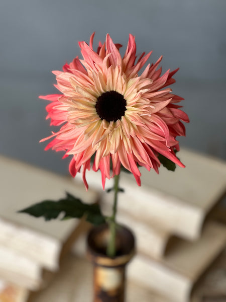 Starshot Daisy | 24" | Calypso | CLEAN UP SPECIAL!  From $4.95 - Last 72pcs!