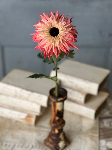 Starshot Daisy | 24" | Calypso | CLEAN UP SPECIAL!  From $4.95 - Last 72pcs!