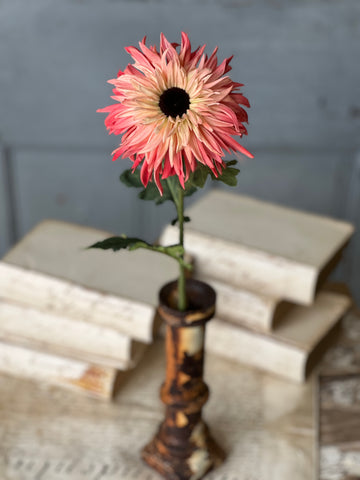 Starshot Daisy | 24" | Calypso | CLEAN UP SPECIAL!  From $4.95 - Last 72pcs!