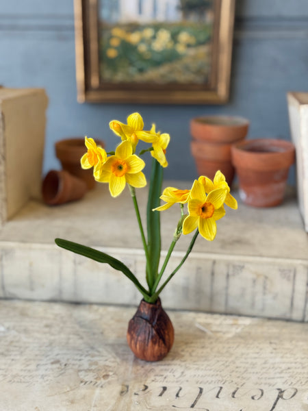 Daybreak Daffodil Bulb | 10" | Sunny | NOT CURRENTLY IN STOCK-New For Spring 2027!