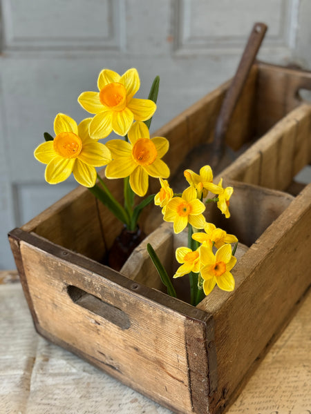 Daybreak Daffodil Bulb | 10" | Sunny | NOT CURRENTLY IN STOCK-New For Spring 2027!