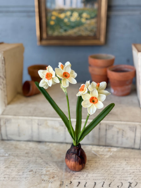 Daybreak Daffodil Bulb | 10" | Wink | NOT CURRENTLY IN STOCK-New For Spring 2027!
