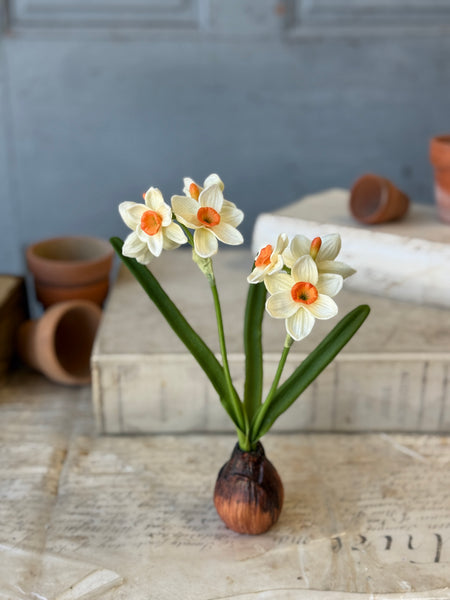 Daybreak Daffodil Bulb | 10" | Wink | NOT CURRENTLY IN STOCK-New For Spring 2027!