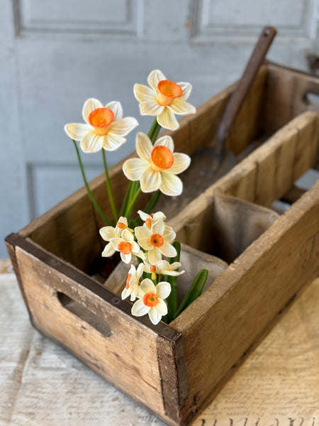 Daybreak Daffodil Bulb | 10" | Wink | NOT CURRENTLY IN STOCK-New For Spring 2027!