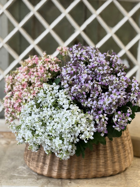 Hepburn Lilac Bush | 17" | Purple | NOT CURRENTLY IN STOCK-New For Spring 2027!