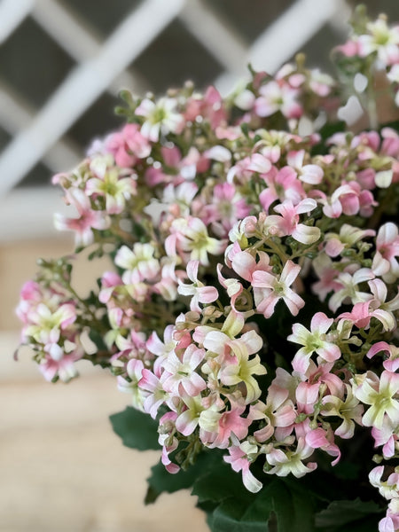 Hepburn Lilac Bush | 17" | Pink | NOT CURRENTLY IN STOCK-New For Spring 2027!