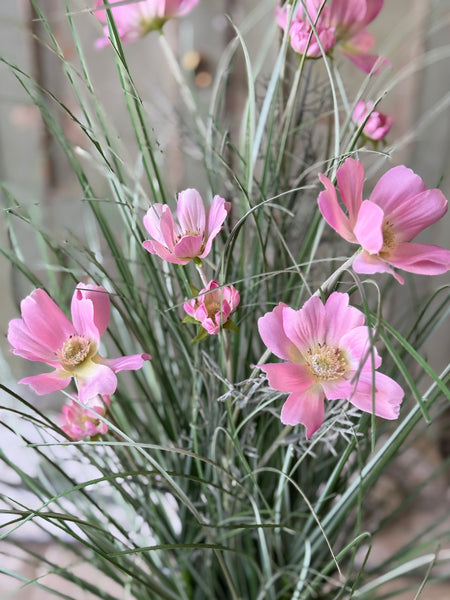 Sicily Blooms in Pot | 24" | Pink | NOT CURRENTLY IN STOCK-New For Spring 2027!