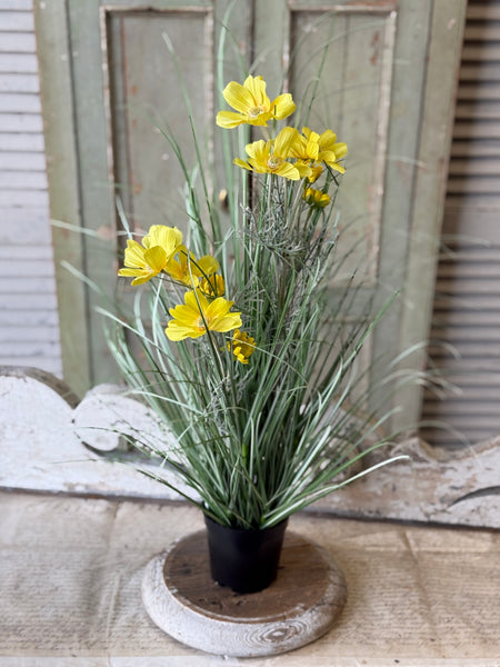 Sicily Blooms in Pot | 24" | Yellow | NOT CURRENTLY IN STOCK-New For Spring 2027!