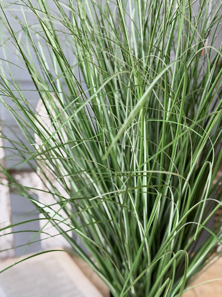 Fountain Grass in Pot | 38" | NOT CURRENTLY IN STOCK-New For Spring 2027!