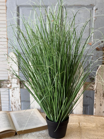 Fountain Grass in Pot | 38" | NOT CURRENTLY IN STOCK-New For Spring 2027!